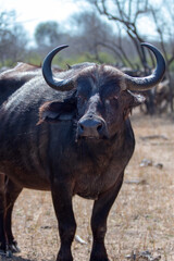 Fototapeta na wymiar Cape Buffalo cow in Kruger National Park in South Africa RSA