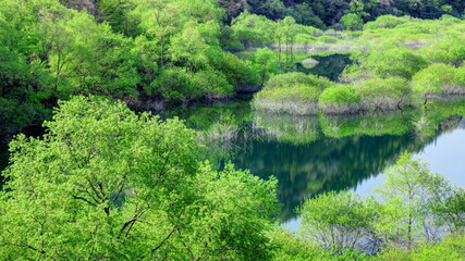 新緑の五十里湖