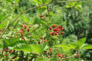 Beautiful raspberry berry in a green garden