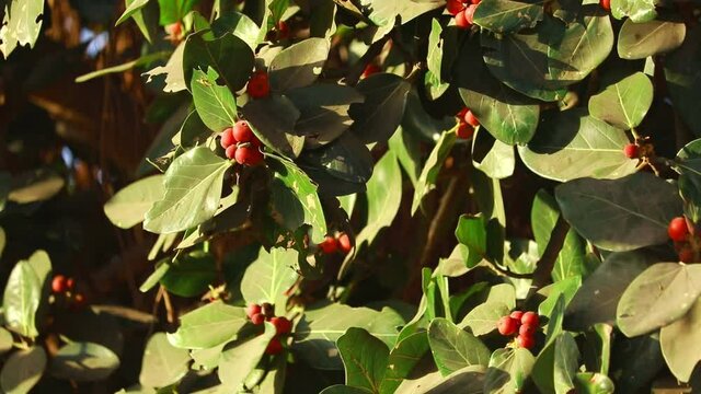 beautiful red baneya Tree,Green Leaves of Banyan tree with red fruits,