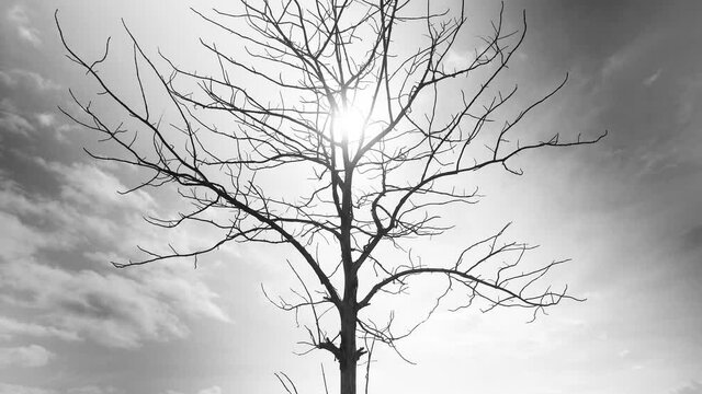 Track out Camera movement leafless tree on middle frame with sun light and cloud sky in background in black and white tone