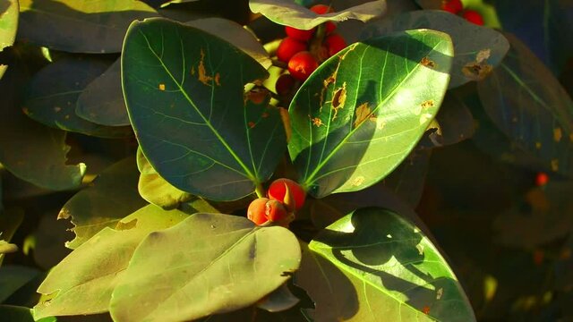 Banyan tree branches, with red fruits visible,beautiful red ripe fruits of Ficus benjamina