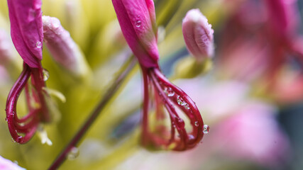 Close-up shot of water droplets on flower stalks up close in spring.