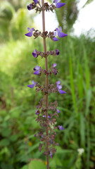 purple grass flowers that start to grow in early spring