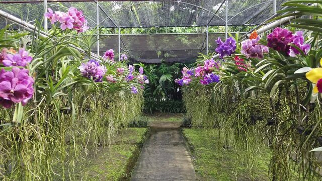 Beautiful tropical Vanda orchids of Asia in a shaded garden.