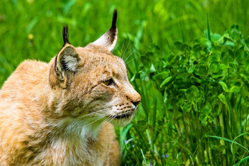 Naklejka premium Luchs