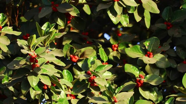 Banyan tree branches, with red fruits visible,beautiful red ripe fruits of Ficus benjamina