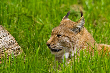 Fototapeta premium Luchs