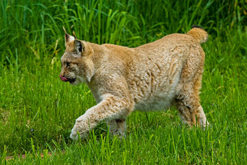 Obraz premium Luchs