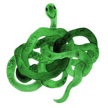 Watercolor hand drawn illustration of snakes in green color with skin texture. Snake lies in the shape of a ring. Animal in cartoon style. Design for covers, backgrounds, decorations.	