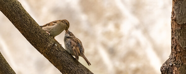A baby sparrow waits for his mother to feed him
