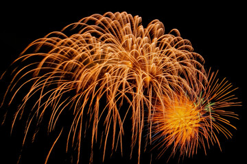 花火背景(横長)  暗闇に垂れ落ちる金色の錦冠菊