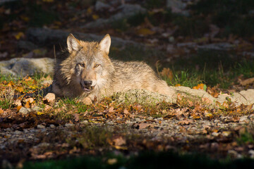 Obraz premium Wolfsrudel