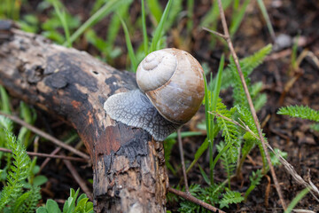 snail on a tree close up 