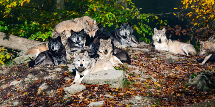 Wolfsrudel