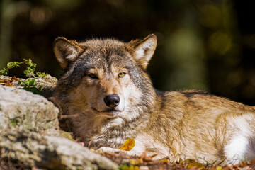 Fototapeta premium Wolf