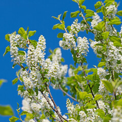 Blühende Traubenkirsche, Prunus padus, im Frühling