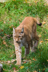 Obraz premium Luchs