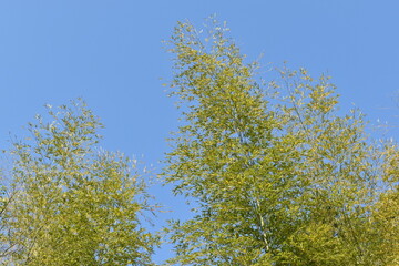 青空と春の竹林