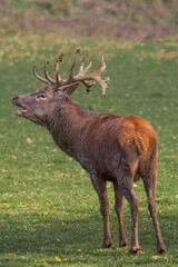 Fototapeta premium Hirsch