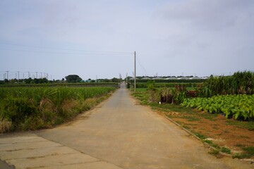 Fototapeta na wymiar 沖縄県宮古島の畑の間の一本道