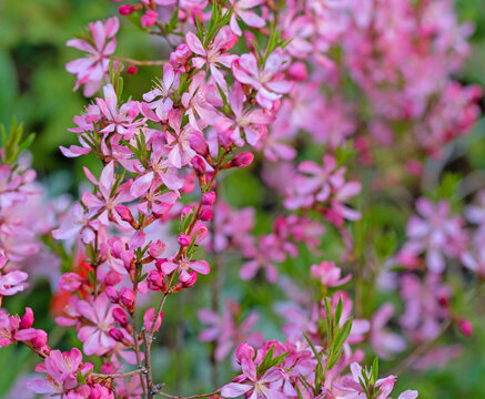 Bl&uuml;hende Zwerg-Mandel, Prunus tenella, im Fr&uuml;hling