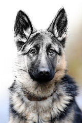 Hand drawing and photography dog combination. Sketch graphics animal mixed with photo
