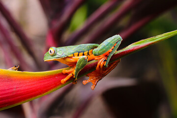 Rana Tigre en Costa Rica