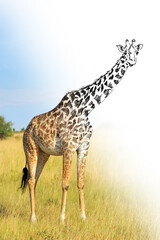 Hand drawing and photography giraffe combination. Sketch graphics animal mixed with photo