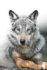Hand drawing and photography wolf combination. Sketch graphics animal mixed with photo