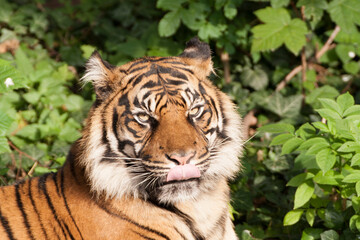 Sumatratiger