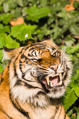 Obraz premium Sumatratiger