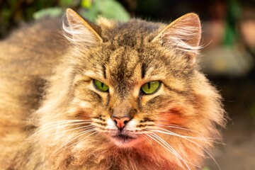 Cute pet cat animal autumn. outside kitten