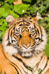 Fototapeta premium Sumatratiger