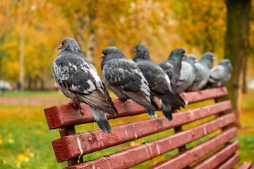 Fototapeta premium Beautiful dove animal pegeon park. head grey