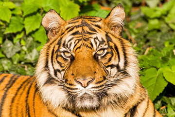 Obraz premium Sumatratiger