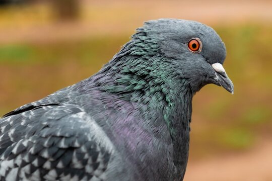 Beautiful dove animal pegeon park. beauty bird