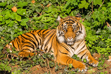 Obraz premium Tiger
