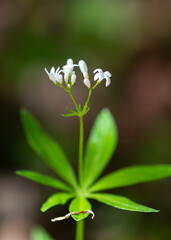 Galium odoratum forest fragrant flowers
