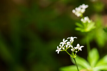 Galium odoratum forest fragrant flowers