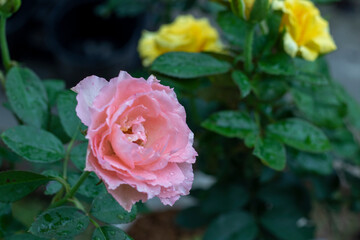 pink rose in garden.
