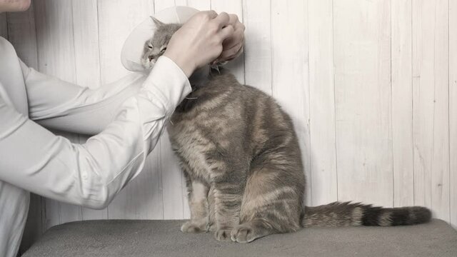 Nurse veterinarian remove veterinary collar sick cat breed scottish straight-eared, british gray striped color after castration on white wooden background