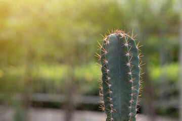 prickly cactus on a nature background