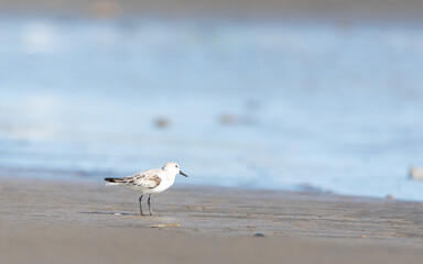 Calidris sp. 