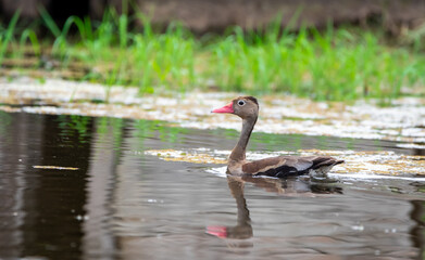 Dendrocygna automnalis