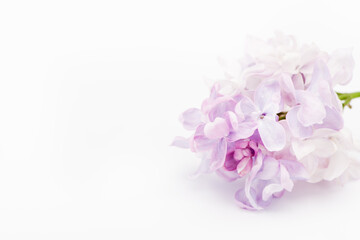 Blooming twig of lilac flowers on light background, top view, copy space
