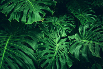 Naklejka na ściany i meble green tropical leaves background. summer and nature concept.