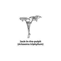 Plant of america Jack-in-the-pulpit, Arisaema triphyllum