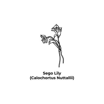 Bulbous plant of america Sego Lily, Calochortus Nuttallii