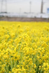 Fototapeta premium 黄色い菜の花